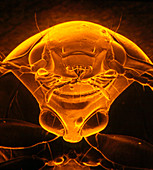 SEM of the head of a ground beetle