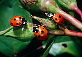 Three seven-spotted ladybirds