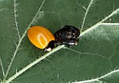 Seven-spotted ladybird emerging from pupal case