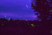 Fireflies over bean fields in Iowa