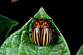 Potato-beetle,Leptinotarsa,on a potato leaf