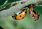 Newly-hatched ladybird near empty pupa-case