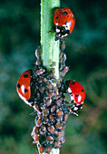 Three ladybird beetles feeding on aphids