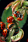 Ladybird beetles mating on a rose stem