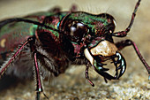 Head of the tiger beetle,Cicindela campestris