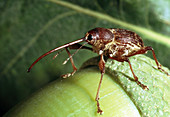 The acorn weevil,Balanius rectus,on an acorn