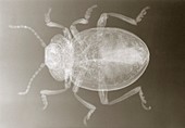 X-ray of Bloody-nosed beetle,Timarcha tenebricosa