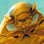 Head of a whirligig beetle,SEM