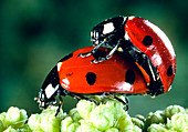 Seven-spot ladybirds mating
