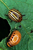 View of a Colorado beetle feeding on a leaf