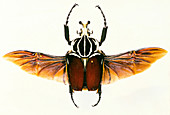 View of a Goliath beetle,Goliathus sp