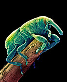Coloured SEM of a grain weevil,Sitophilus