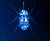 X-ray of a five-horned beetle (Eupatorus sp.)