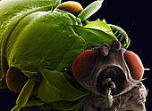 SEM of ground beetle