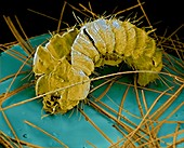 Skin of dermestid beetle larva,SEM