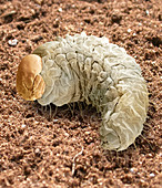 Vine weevil larva,SEM