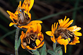 Hairy flower scarab beetles
