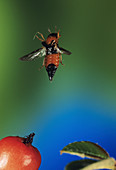 Rove beetle in flight
