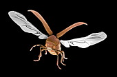 Woodworm beetle in flight