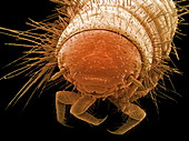 Carpet beetle larva,SEM