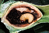 Hazelnut larva inside a hazelnut
