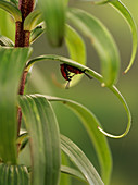 Lily beetles (Lilioceris lilii) mating