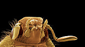 Cockchafer beetle,SEM