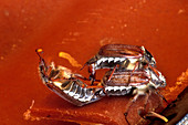 May bugs mating