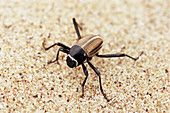 Tenebrionid beetle