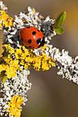 Seven-spot ladybird on lichen