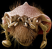 Female hercules beetle head,SEM