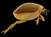 Male great diving beetle,SEM