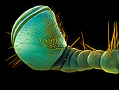 Hercules beetle antenna,SEM