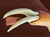 Hercules beetle foot,SEM