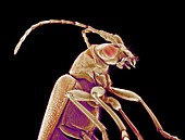Long-horned beetle,SEM