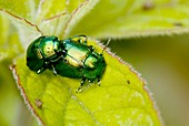 Mint leaf beetles mating