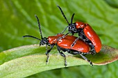 Lily beetles mating