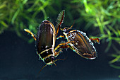Great diving beetles mating
