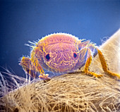 False-col SEM of Braula,a parasitic wingless fly