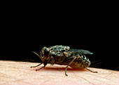Tsetse fly feeding on human flesh
