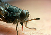 Macrophotograph of a tsetse fly feeding
