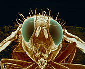False-colour SEM of a Mediterranean fruit fly