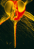 SEM of head of a Tsetse fly