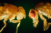 Macrophoto of normal & mutant fruit fly