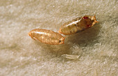 Mutant and normal fruit fly pupae