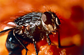 Flesh fly,Sarcophaga sp.,feeding