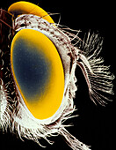False colour SEM of the head of a tsetse fly