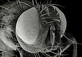 SEM of the head of a housefly