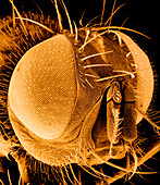 Tinted SEM of the head of a housefly