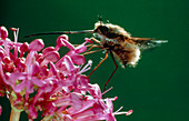 Bee fly ,Bombylius ,drinking nectar